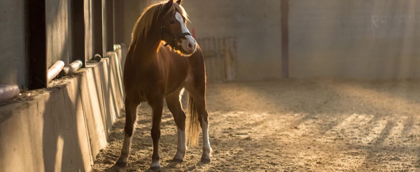 cavalo cabresto