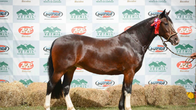 Cavalo Equador de Santa Edwiges
