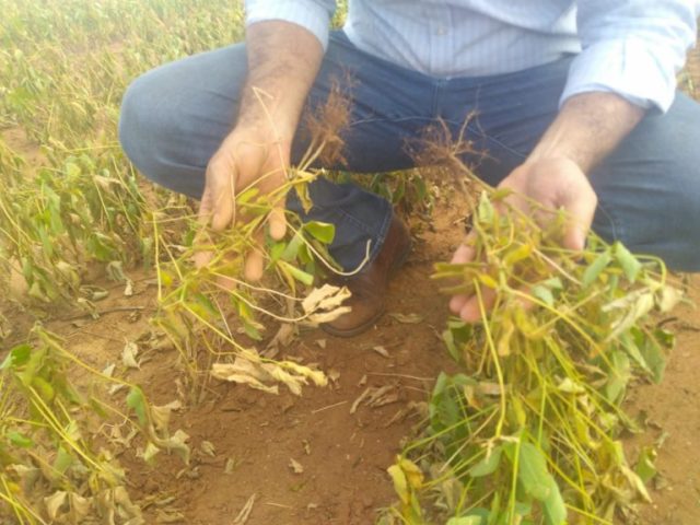 soja secando soja secando