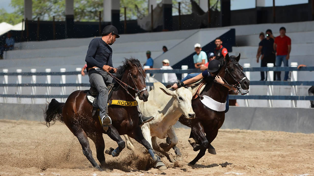 Vaquejada em 2023  Fotos de cavalos, Égua quarto de milha, Imagens de  vaqueiro