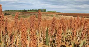 sorgo