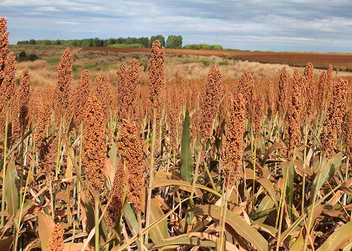 sorgo