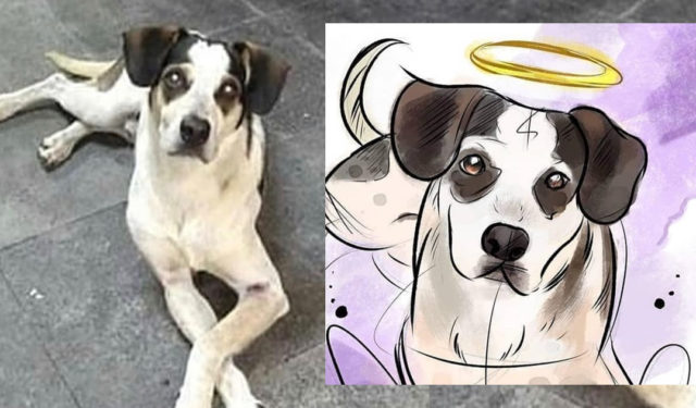 cachorro-morto-no-carrefour cachorro-morto-no-carrefour