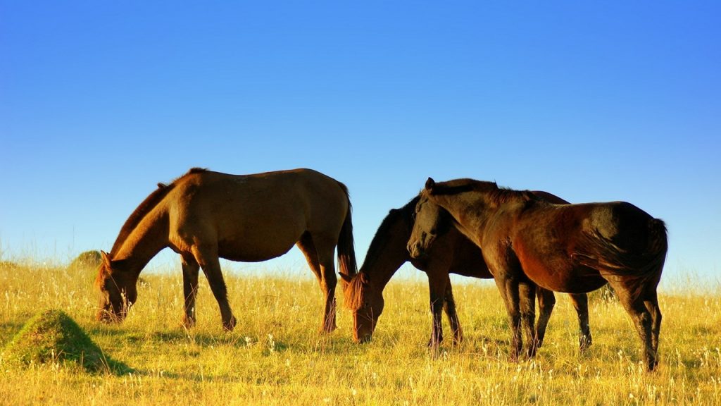 cavalos-pastando