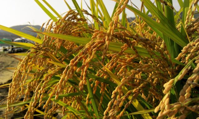 colheira-do-arroz colheira-do-arroz