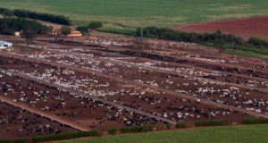 confinamento-monte-alegre-barretos