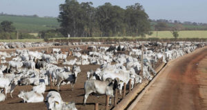 confinamento-monte-alegre-barretos