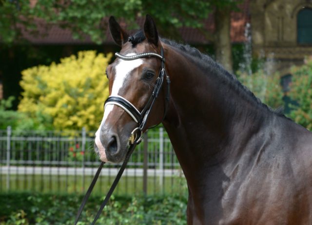 Cavalo cabresto Cavalo cabresto