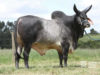 touro guzera escoteiro-fiv-uniube