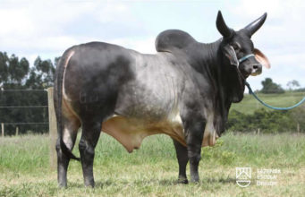 touro guzera escoteiro-fiv-uniube