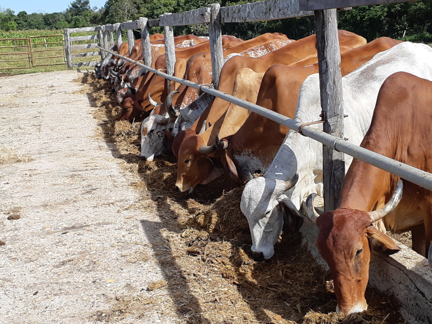 fazenda-gramado-gir-e-girolando