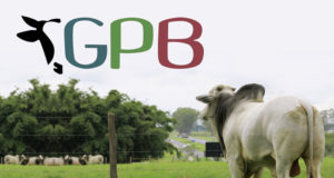 gpb-grupo-pecuaria-brasil