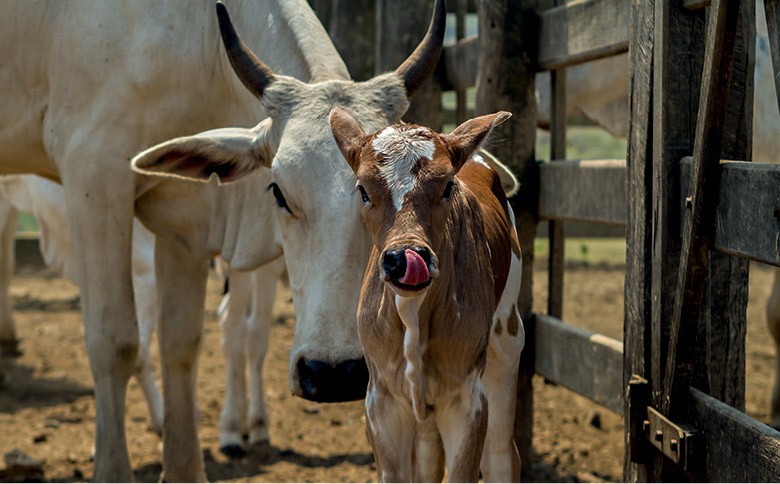 vaca nelore com bezerro