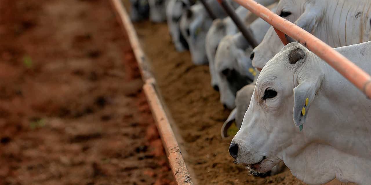 Como escolher o proteinado ideal para o gado durante o período das águas