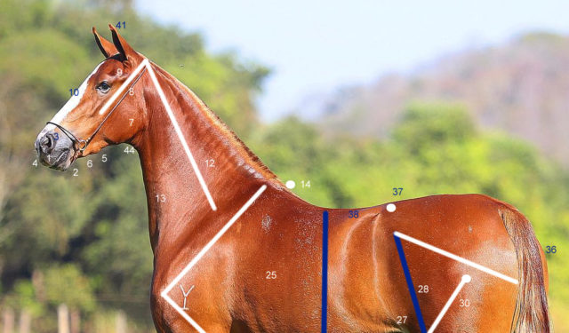 mapeamento-do-cavalo-morfometria mapeamento-do-cavalo-morfometria