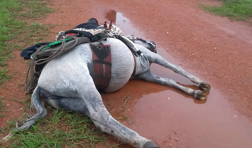 Raio mata cavalos em Salmourão - - Notícia - Ocnet