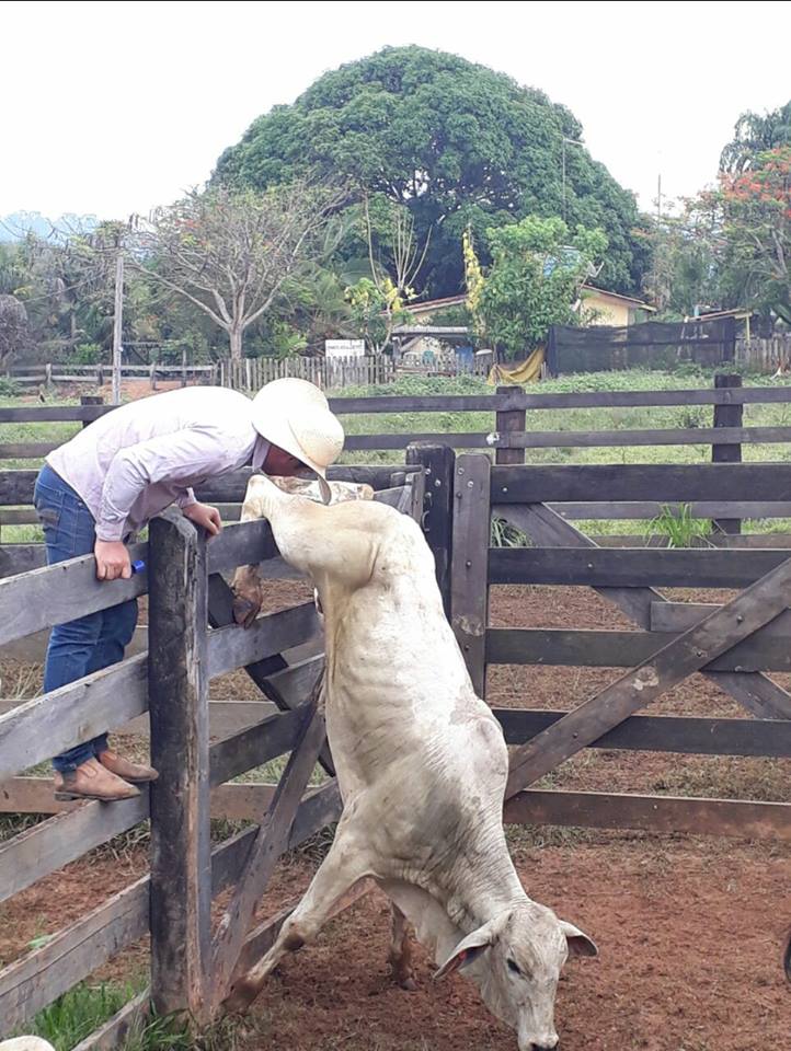 nelore-sendo-nelore-enroscado-nas-tabuas-do-curral