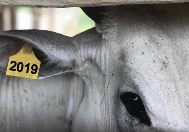 olhar-da-vaca-nelore-2019 olhar-da-vaca-nelore-2019