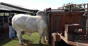 podologia-bovina-ornado-do-leblon