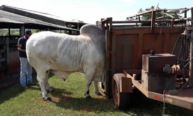 podologia-bovina-ornado-do-leblon podologia-bovina-ornado-do-leblon