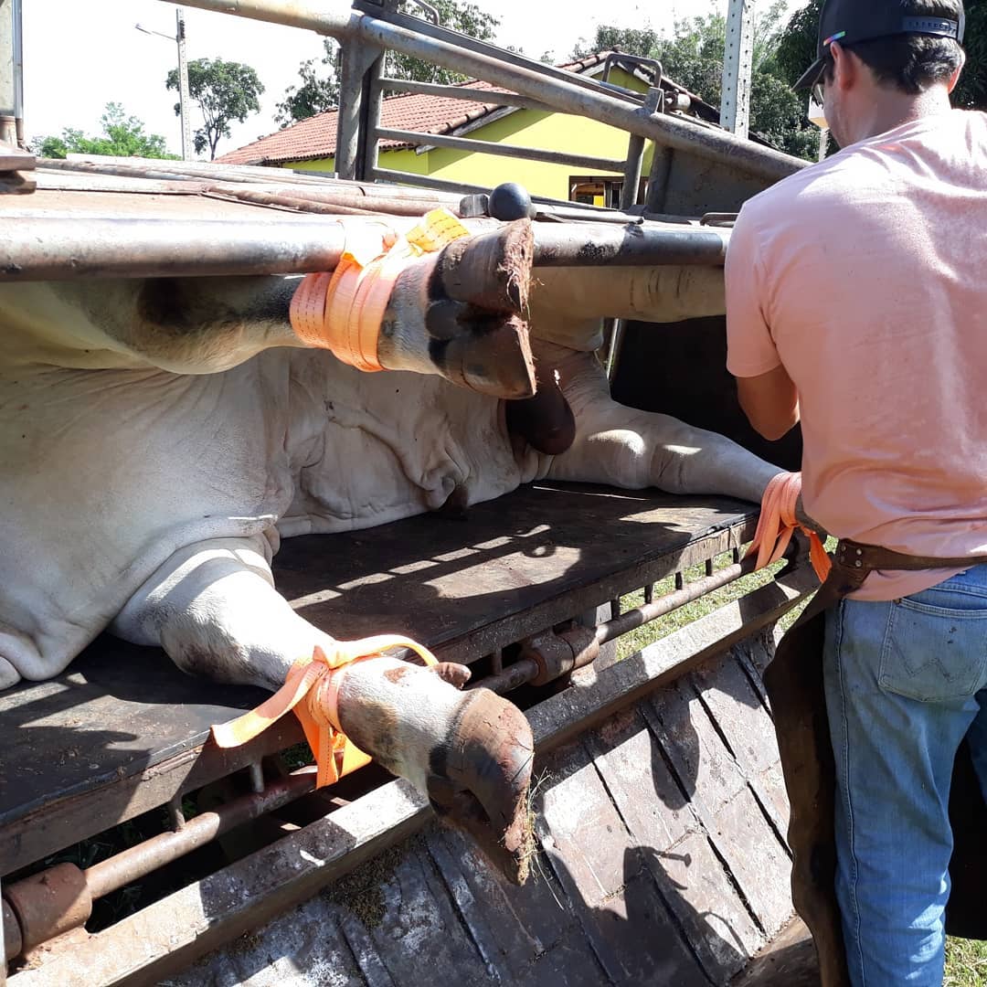 podologia-bovina-ornado-do-leblon