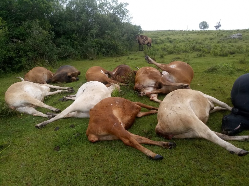 vacas intoxicadas