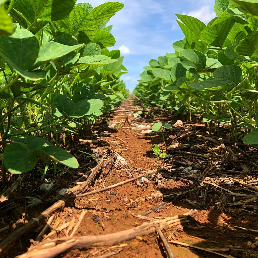 soja-plantada-lavoura com plantio direto palhada