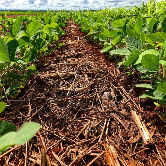 soja-plantada-lavoura com plantio direto palhada soja-plantada-lavoura com plantio direto palhada