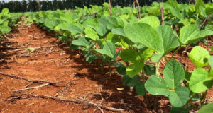 soja-plantada-lavoura com plantio direto palhada