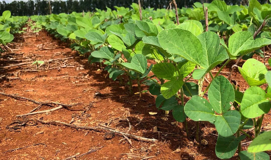 soja-plantada-lavoura com plantio direto palhada