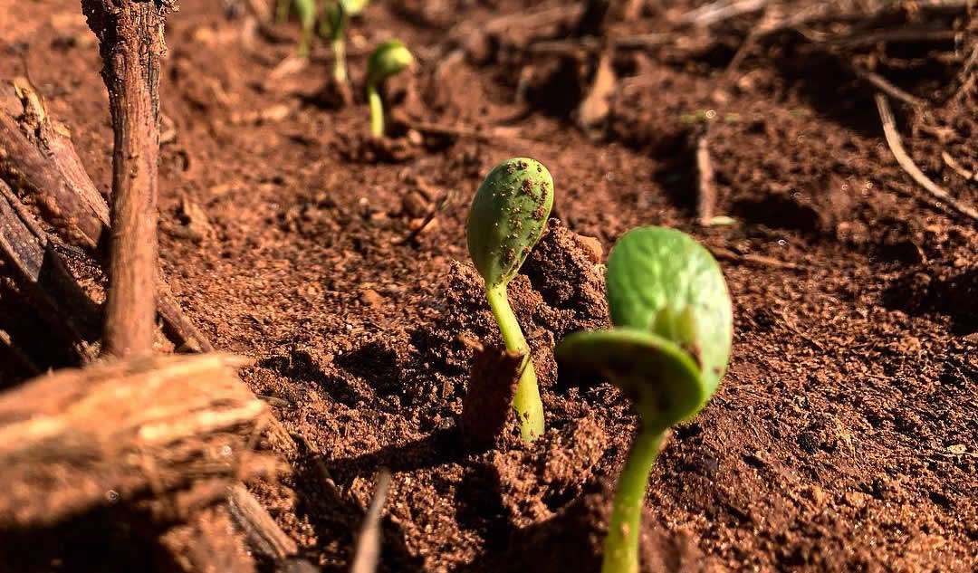 soja-plantada-lavoura nascimento