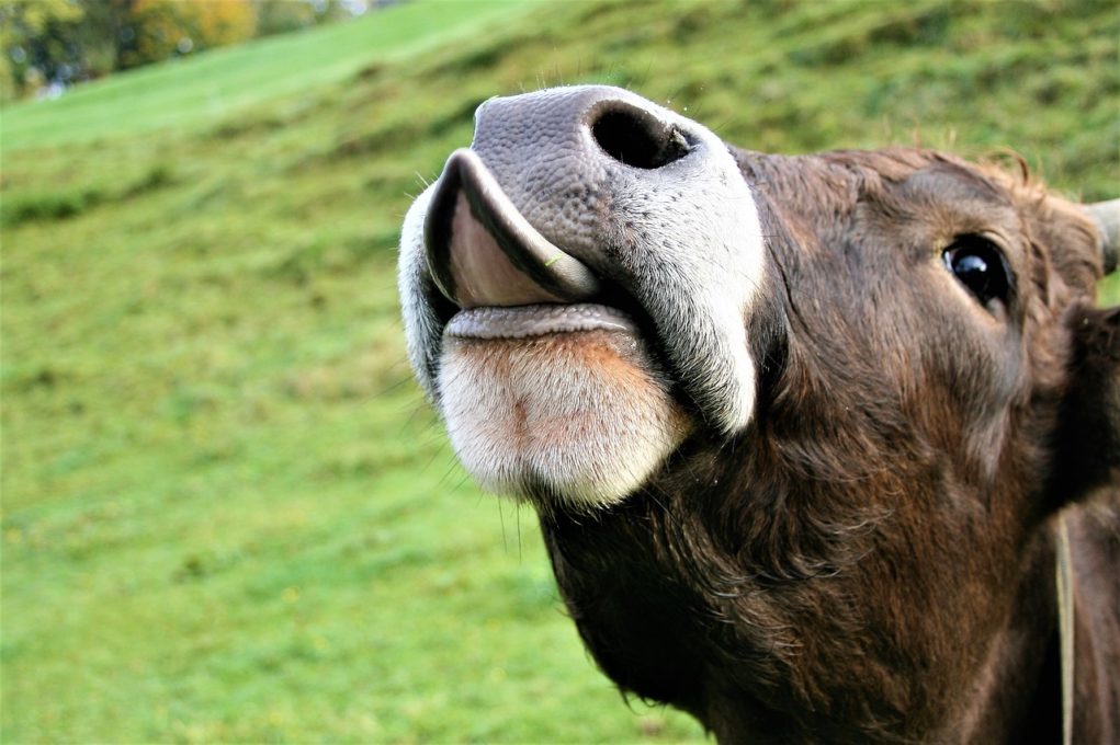 vaca-mostrando-a-lingua1