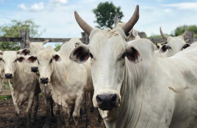 vaca-nelore-olhando-fixamente-fotos-2019 vaca-nelore-olhando-fixamente-fotos-2019