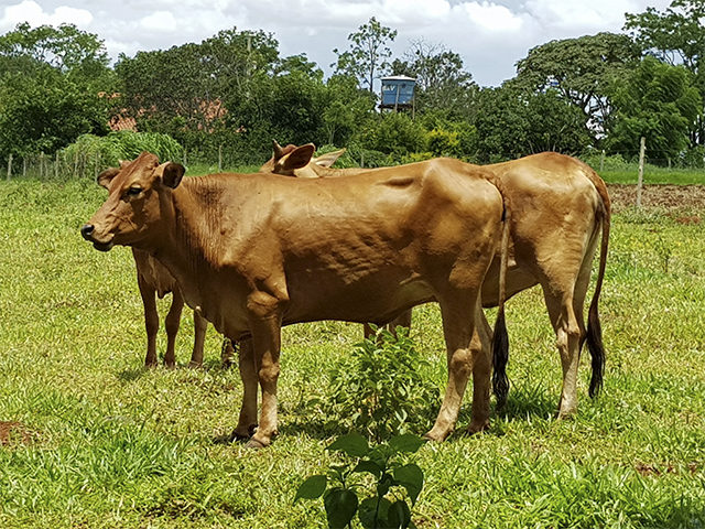 Novilhas F1 Sindi-Jersey. Muito rusticas de tamanho mediano