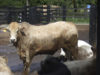 Biotipo do boi filho de Canchim sobre suas vacas Caracu-Girolando