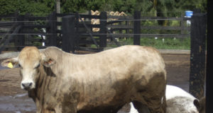 Biotipo do boi filho de Canchim sobre suas vacas Caracu-Girolando