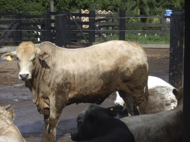 Biotipo do boi filho de Canchim sobre suas vacas Caracu-Girolando Biotipo do boi filho de Canchim sobre suas vacas Caracu-Girolando