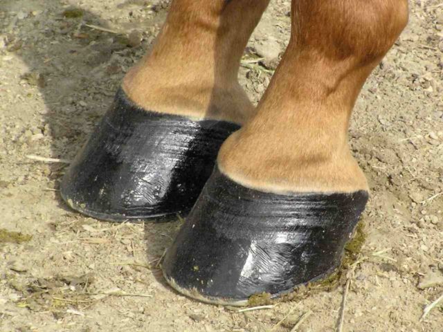 casco cavalo Casco cavalo