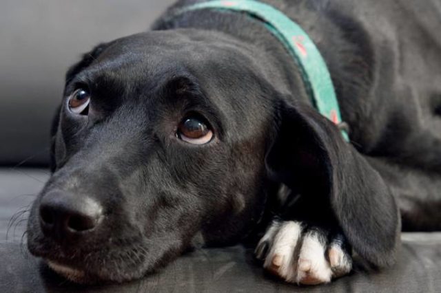 457_psd-2476-bichos-abandonados-cti 457_psd-2476-bichos-abandonados-cti