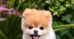Boo, conhecido como o cachorro mais fofo do mundo