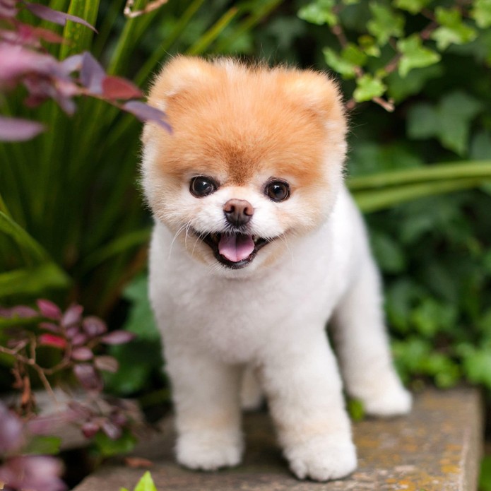 Boo, conhecido como o cachorro mais fofo do mundo