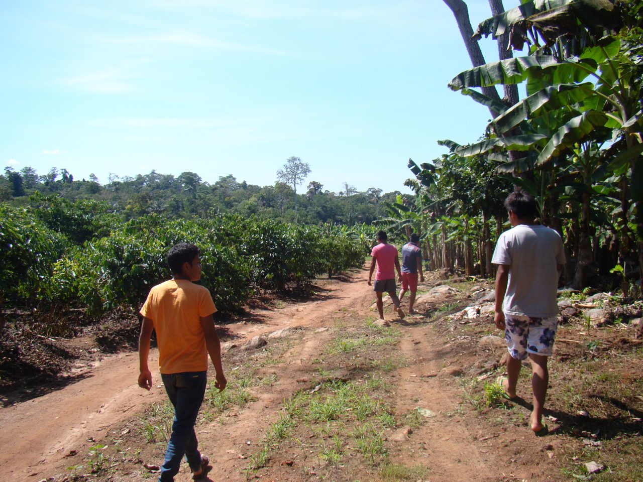 Aldeia-Lapetanha-Plantação-de-Café-e-Banana