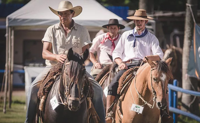 Cavalo-Crioulo-cresce-e-se-espalha-pelo-Brasil-em-2018 Cavalo-Crioulo-cresce-e-se-espalha-pelo-Brasil-em-2018