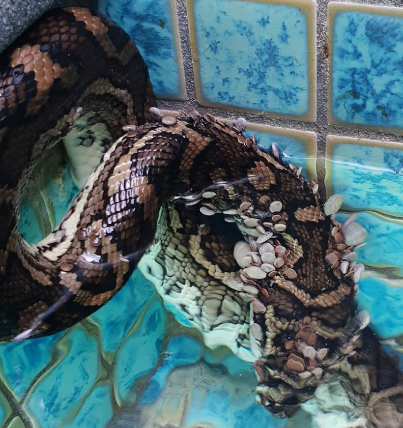 Cobra-coberta-de-carrapatos-salva-na-Australia