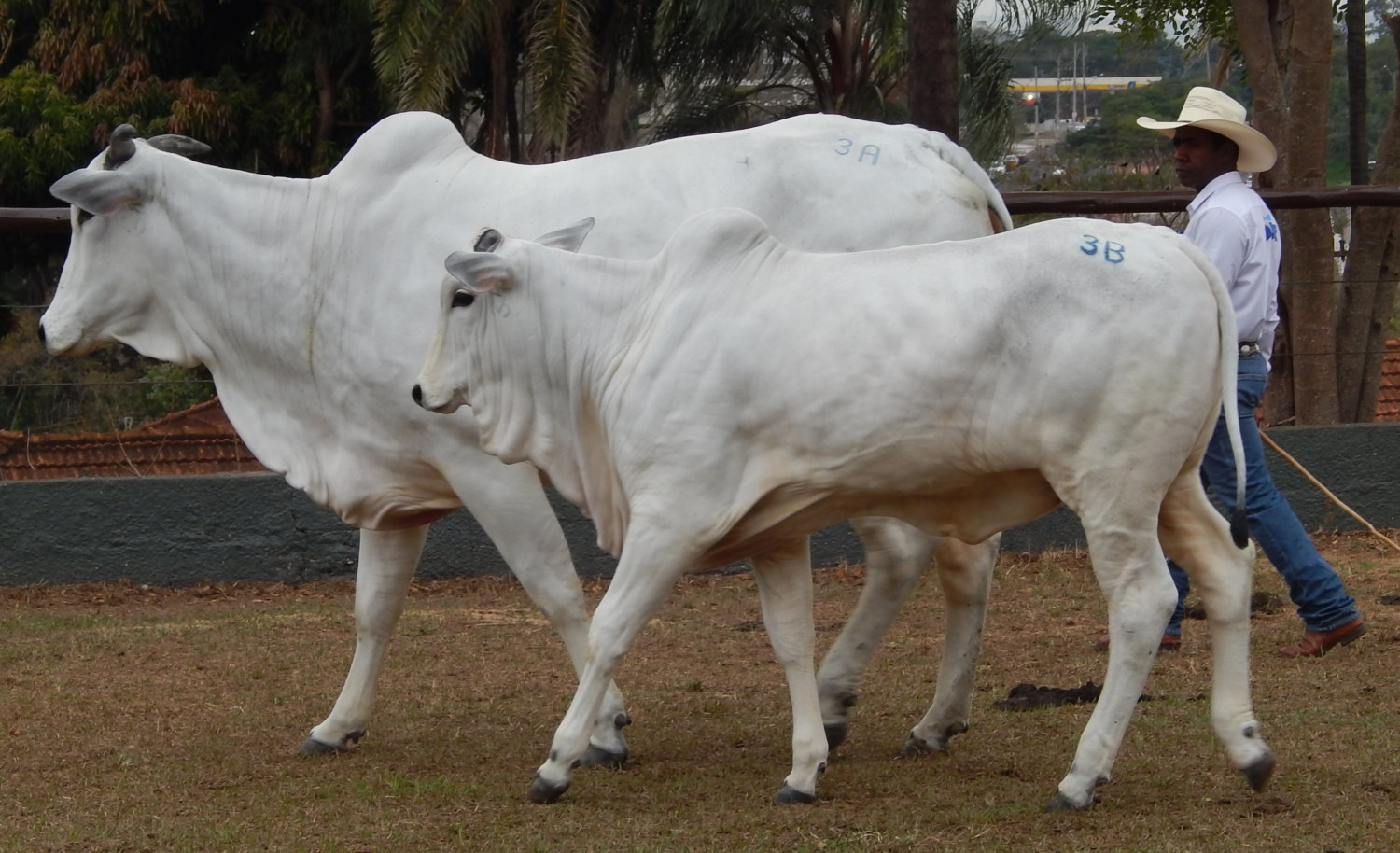 Gado-Nelore-do-Grupo-Adir