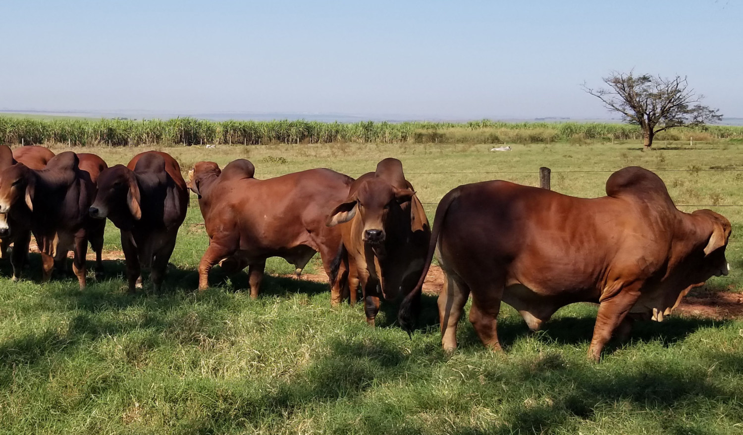 Rebanho-Brahman-Vermelho-da-Prata-Agropecuária