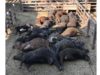 animais mortos por calor