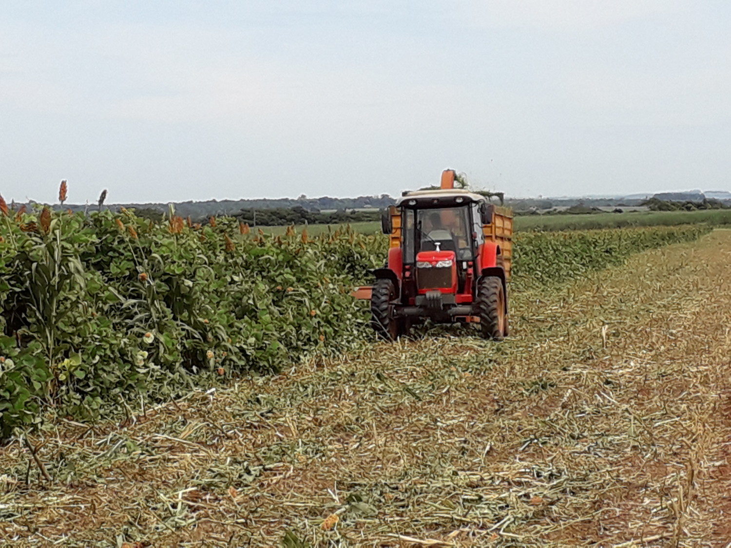 Sorgo-com-lablab-sendo-colhidos-para-silagem