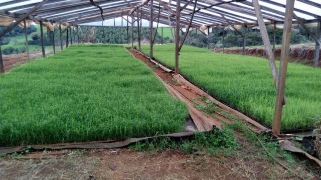produção de tifton produção de tifton