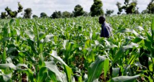 agricultura-na-nigeria